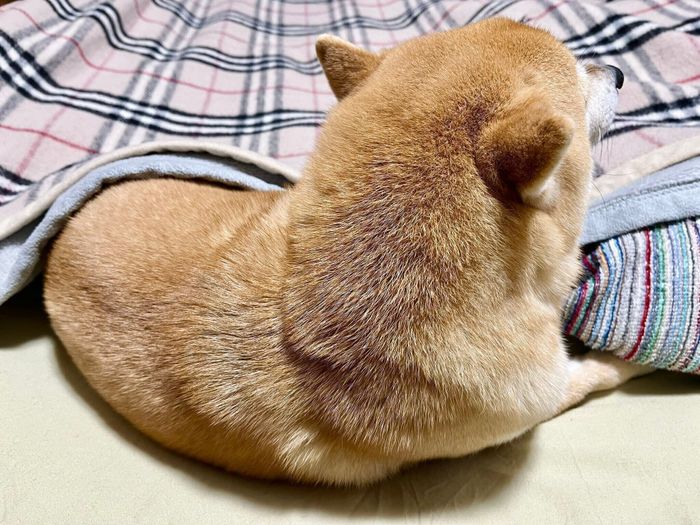くつろぐこじろうくん