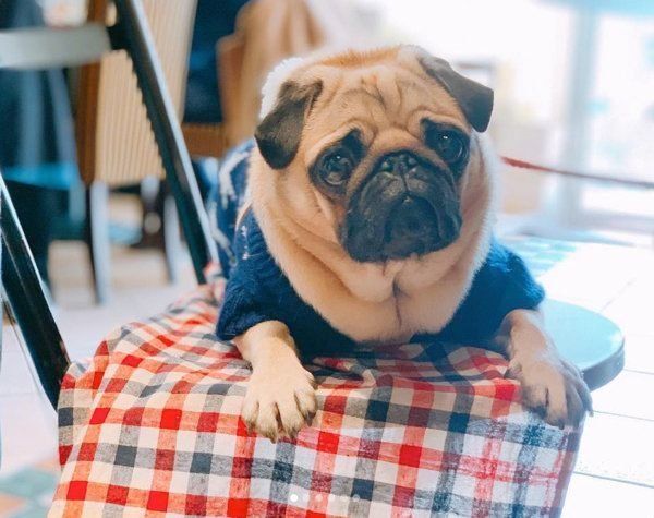 パグのぱぐぞうちゃん