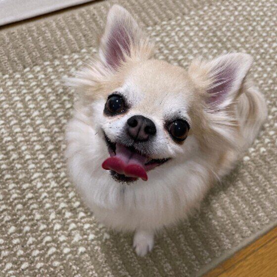 笑顔で見上げる小梅ちゃん（チワワ）