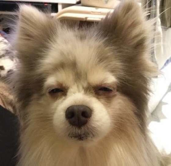 ポメラニアンのアズールちゃん