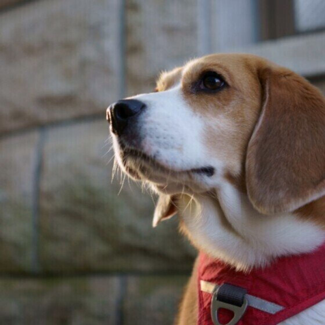 犬の夜鳴き は認知症だけじゃなかった 犬が夜に鳴く理由を解説 いぬのきもちweb Magazine 犬の夜鳴き は認知症だけじゃなかった 犬が夜に鳴く理由を解説 いぬのきもちweb Magazine