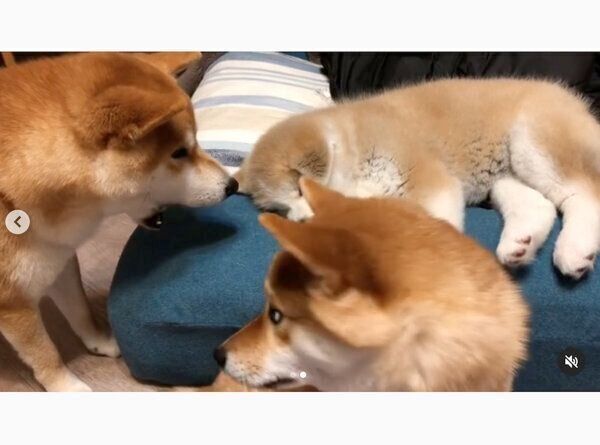 らいちゃんを見守る、ててくんとももちゃん