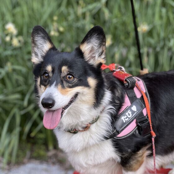 散歩するウェルシュ・コーギー・ペンブローク