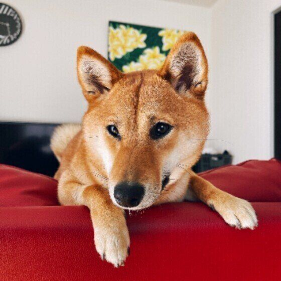 柴犬の福ちゃん