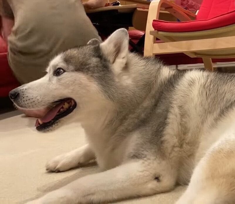 笑顔のハスキー犬