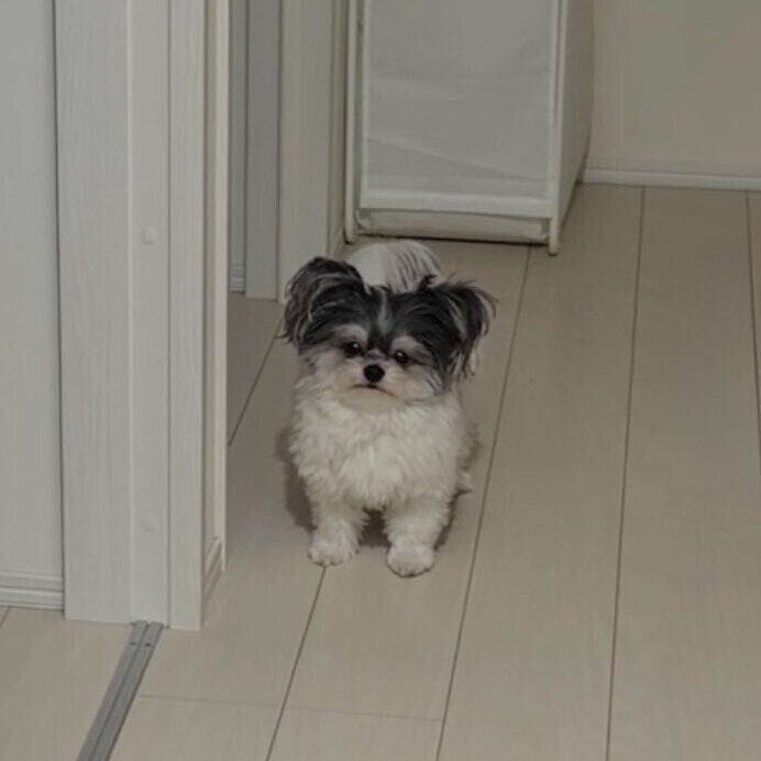 目を開け飼い主さんを見つめるもじゅくん