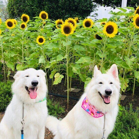 笑顔がかわいい犬とひまわり