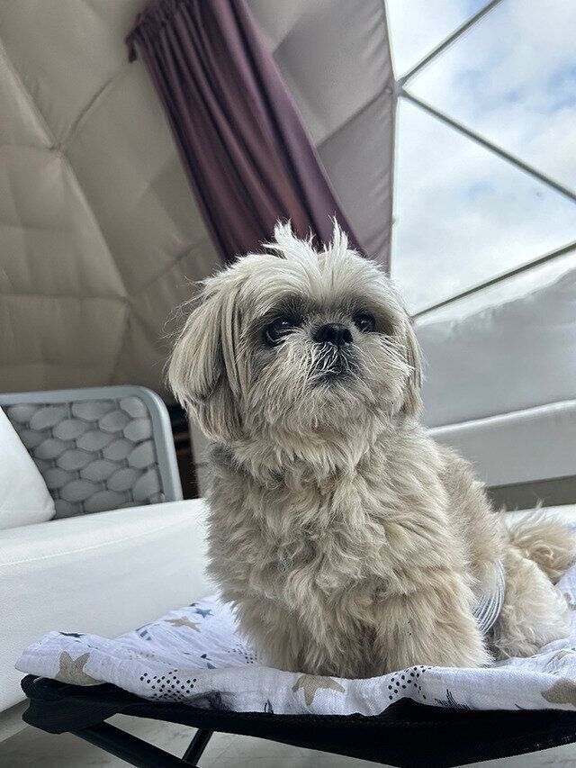 シーズー犬マンガてんぽshihtzu