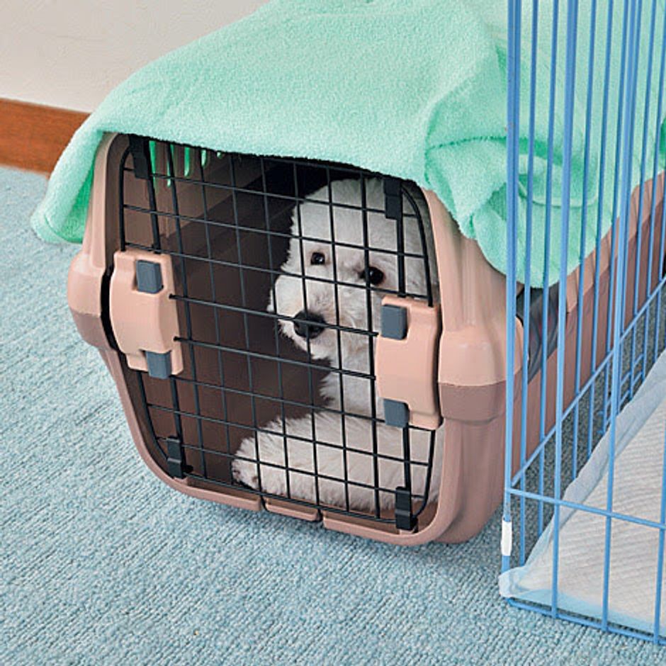 獣医師監修 小型犬ならではのトイレトレーニング方法やトイレの選び方 いぬのきもちweb Magazine 獣医師監修 小型犬ならではのトイレトレーニング方法やトイレの選び方 いぬのきもちweb Magazine