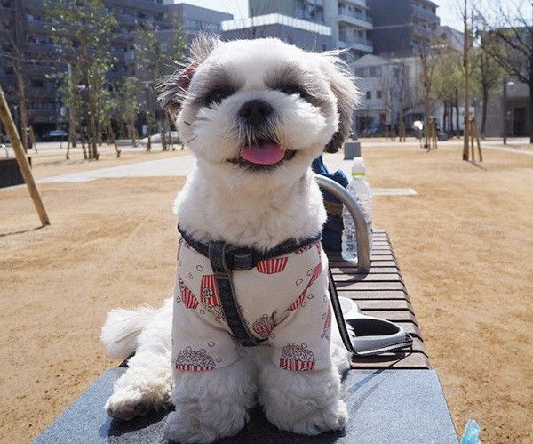 散歩するシー・ズー