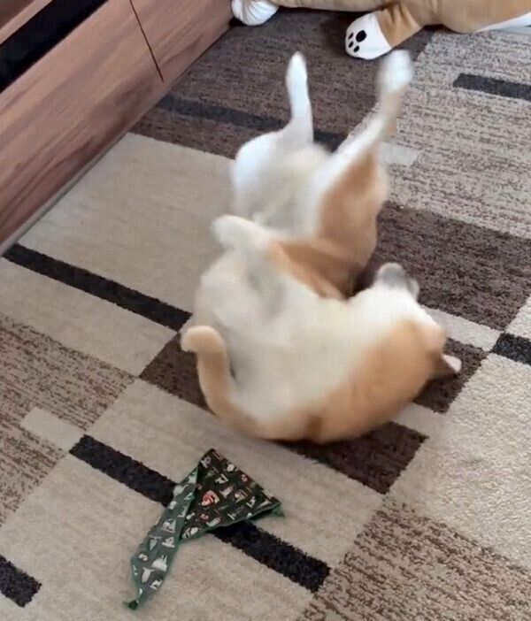 体をクネクネさせるふう太くん