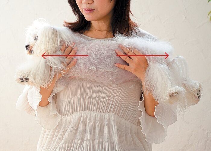 人に体を伸ばしてもらう犬