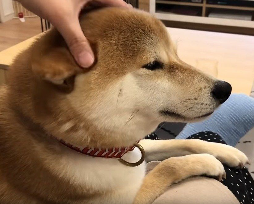 換毛期の柴犬の横顔 モコモコした毛に思わず指を突っ込んでしまう いぬのきもちweb Magazine