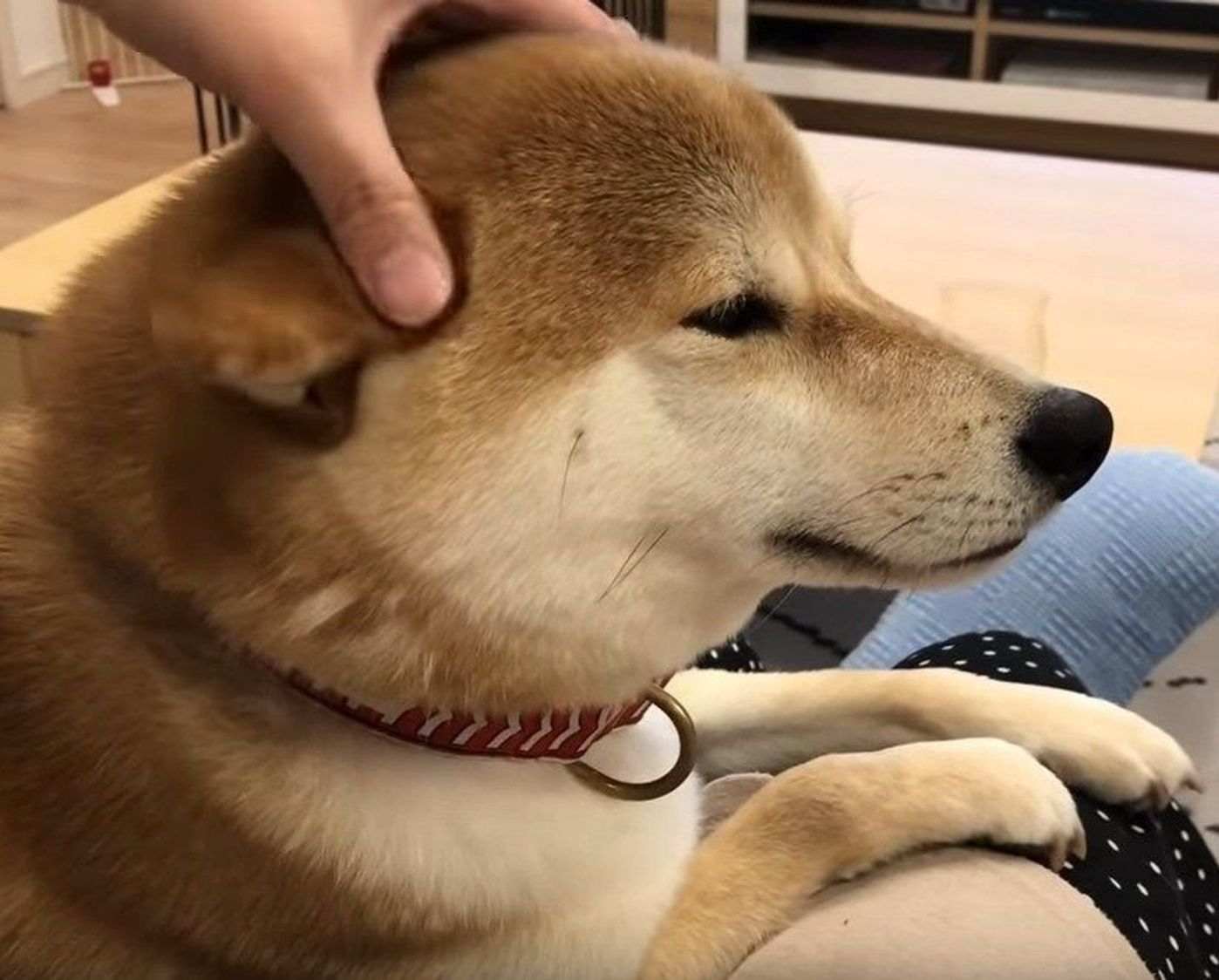 換毛期の柴犬の横顔 モコモコした毛に思わず指を突っ込んでしまう いぬのきもちweb Magazine 換毛期の柴犬の横顔 モコモコした毛に思わず指を突っ込んでしまう いぬのきもちweb Magazine