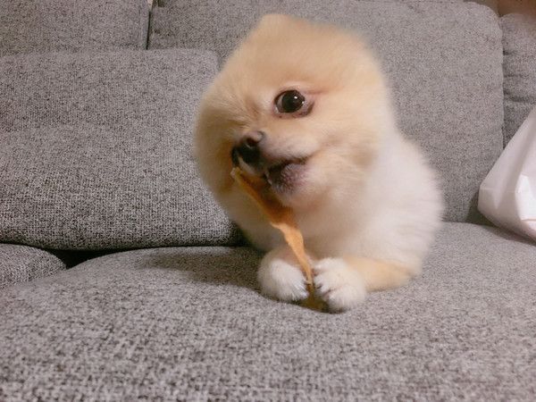 可愛くおやつを噛む、みとちゃん