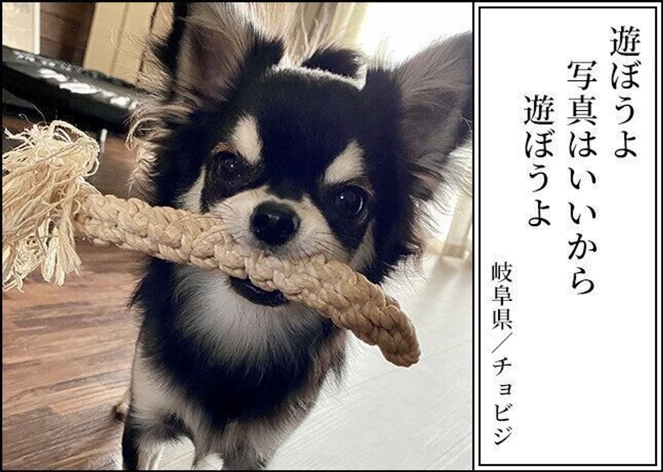 犬あるある川柳21傑作選 Vol 1 最優秀 優秀作品を発表 笑って心じんわり温まる力作揃い いぬのきもちweb Magazine 犬あるある川柳21傑作選 Vol 1 最優秀 優秀作品を発表 笑って心じんわり温まる力作揃い いぬのきもちweb Magazine