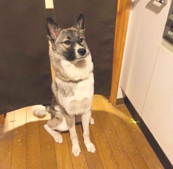 お座りをするととちゃん