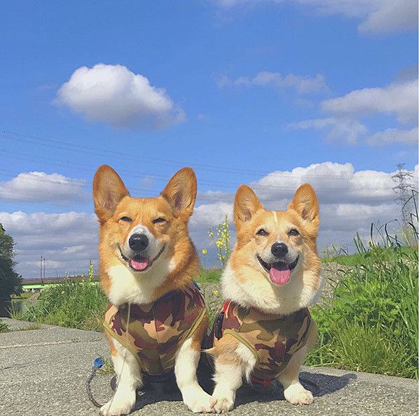 散歩するコーギー