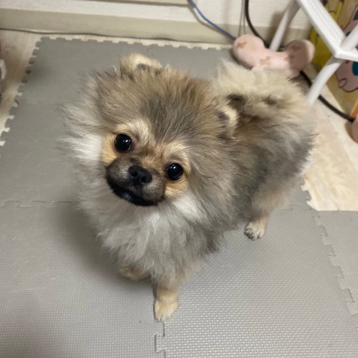 見つめるあもくん