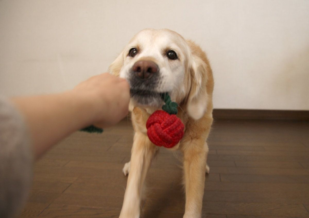 いぬのきもちふろくレポート