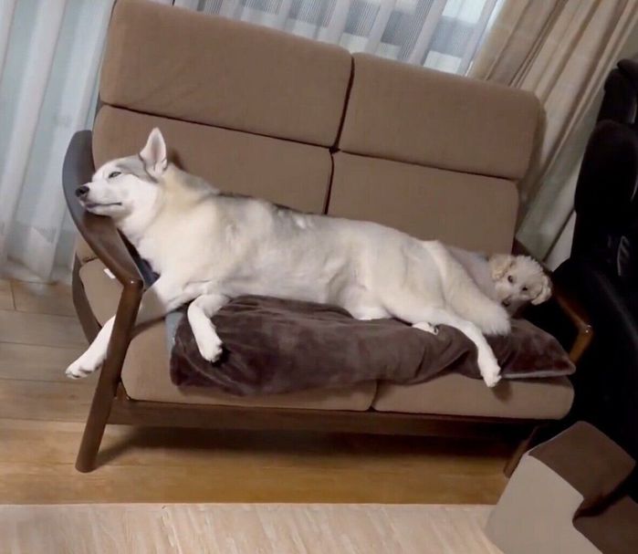 リクくんと一緒に寝たいアシㇼちゃん