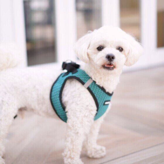 愛犬とバーベキューを楽しむ際の注意点 マダニの寄生や思わぬ誤食に注意！ いぬのきもち