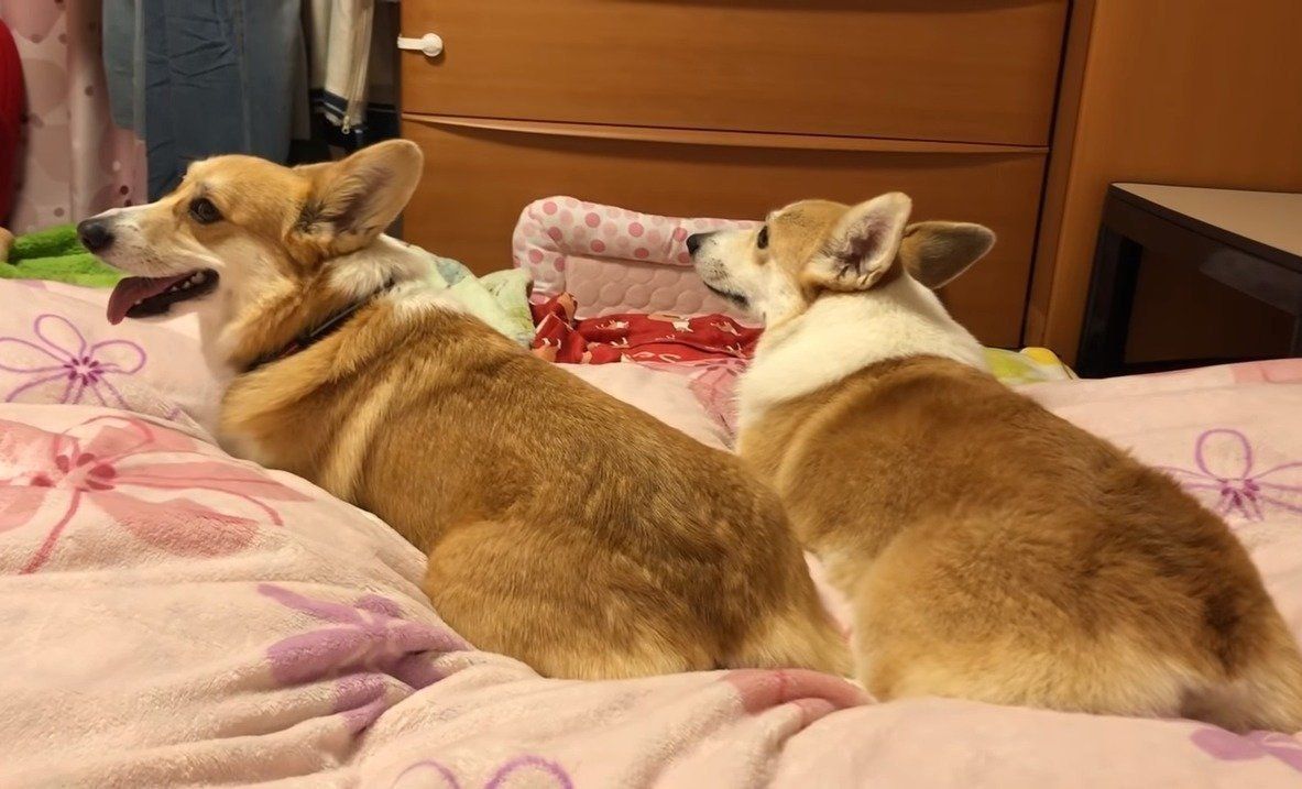 ふかふかお布団