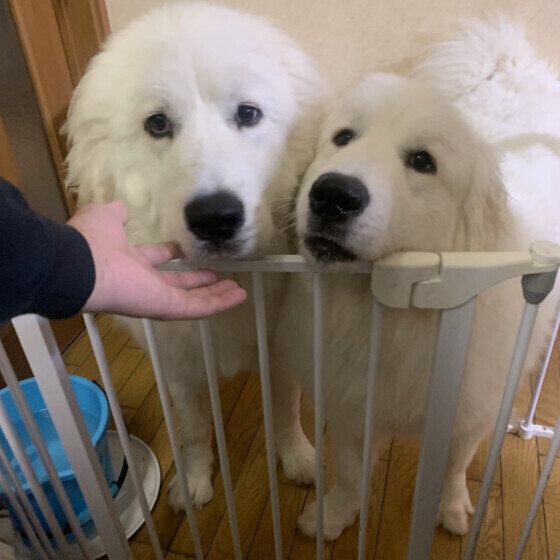ごはん待ちのグレート・ピレニーズ