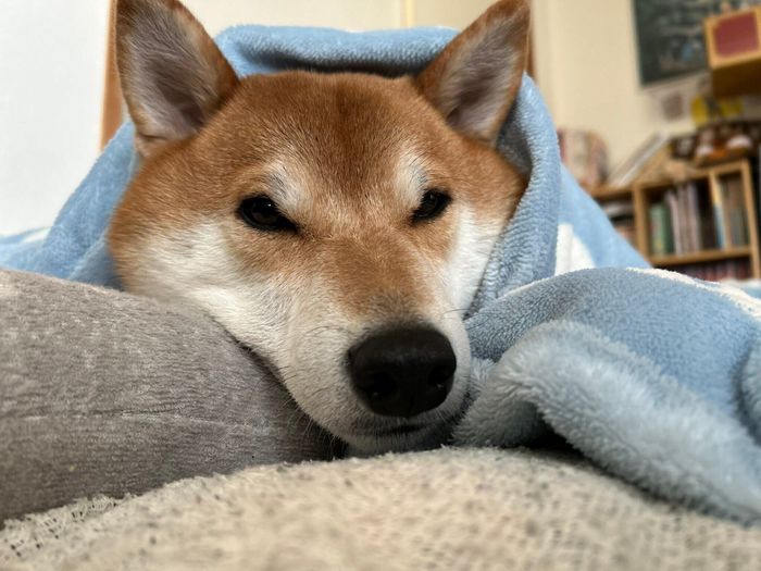 布団にくるまるこむぎくん