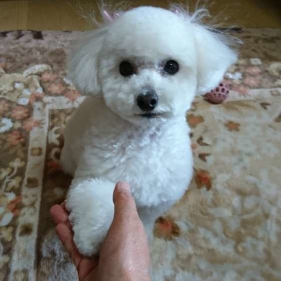 トイ・プードルのオテ