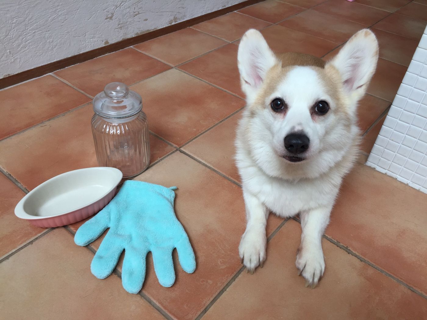 意外なものが便利 犬との暮らしに使える100均グッズ3選 いぬのきもちweb Magazine 意外なものが便利 犬との暮らしに使える100均グッズ3選 いぬのきもちweb Magazine