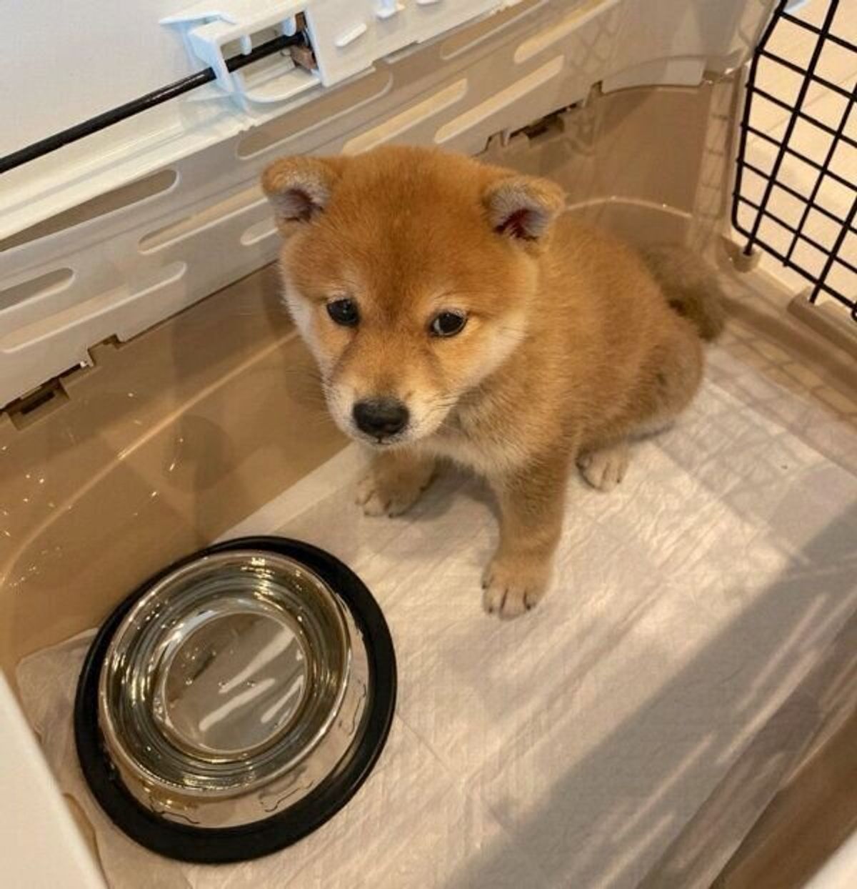 飼い主のことをまっすぐ見つめる子犬が尊い 家族になって2日目に見せた 優しい行動 にキュンとする いぬのきもちweb Magazine 飼い主のことをまっすぐ見つめる子犬が尊い 家族になって2日目に見せた 優しい行動 にキュンとする いぬのきもちweb Magazine