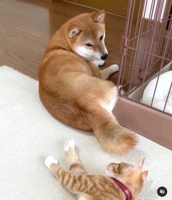 くつろぐぷくちゃん、りんくん