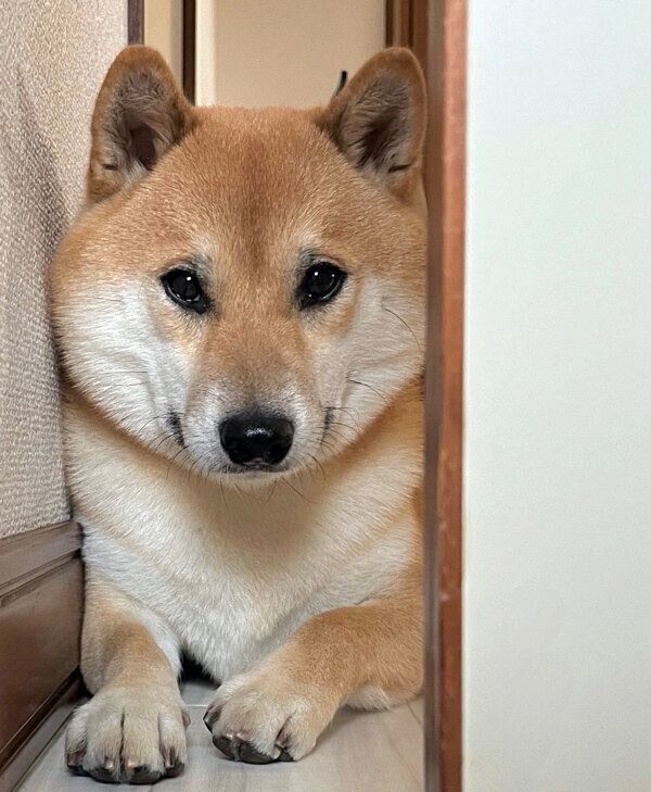 散歩に誘われて悩むふう太くん