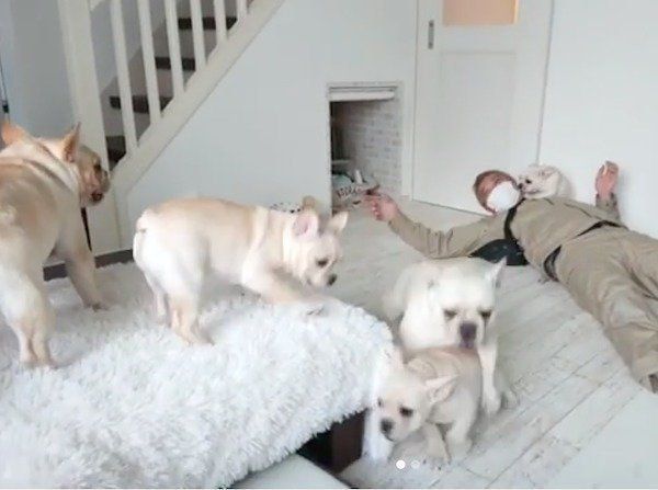 パパさんの帰宅を喜ぶフレブルファミリー