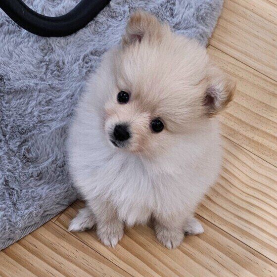 ポメラニアンの永吉くん