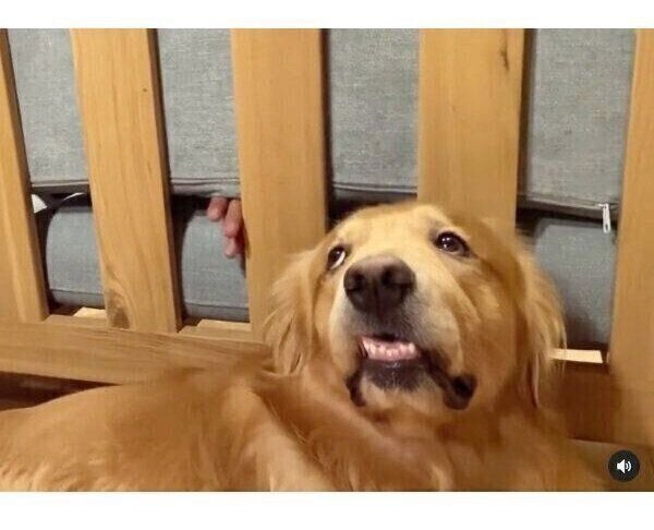 驚いたような表情で飼い主さんの手を見つめるモッシュくん