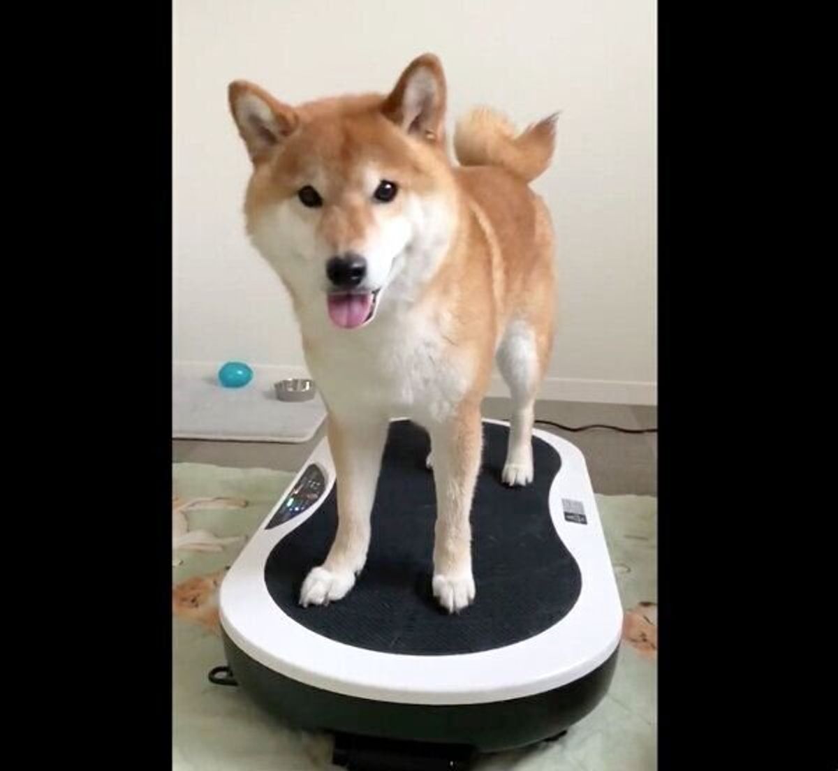 ダイエット器具の使い方をマスターした柴犬 電源が切れたときに驚きの行動に出た いぬのきもちweb Magazine ダイエット器具の使い方をマスターした柴犬 電源が切れたときに驚きの行動に出た いぬのきもちweb Magazine