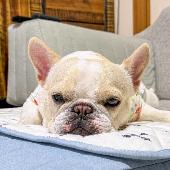 犬がトイレを我慢する理由と対処法 犬はおしっことうんちをどれくらい我慢できる？ 