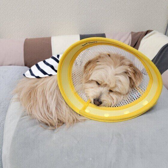 なぜ必要？ 犬にエリザベスカラーを装着させる理由と注意点 いぬのきもち