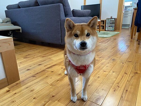 見つめるゆきちゃん