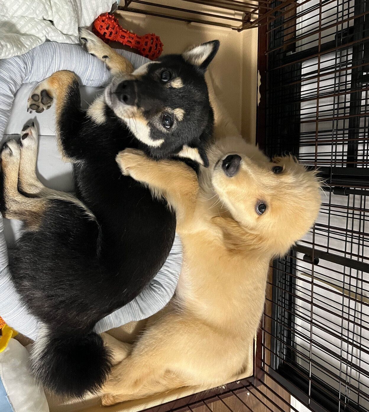 先住犬・夏墨ちゃんにくっつく陽南ちゃん