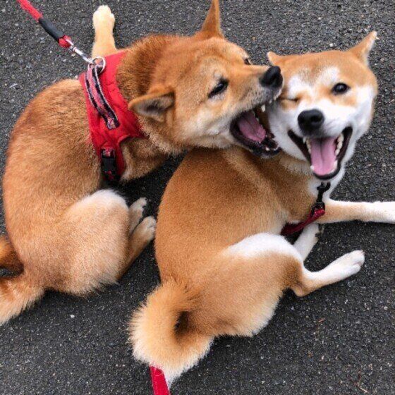 仲良しな犬たち