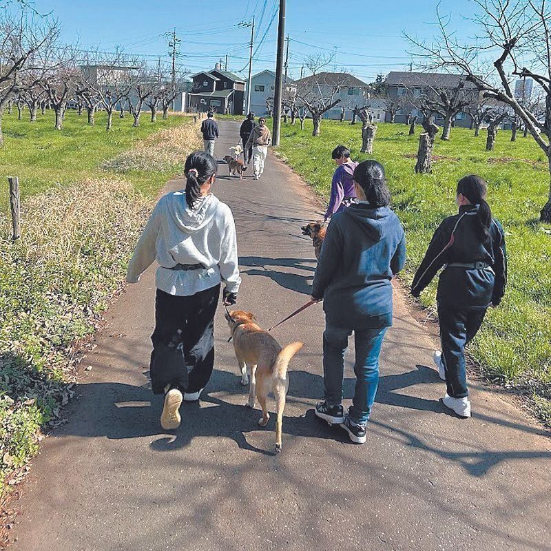 犬を介した若者の自立支援プログラムの様子。みんなで列を作り保護犬が人の隣について歩くように練習をします