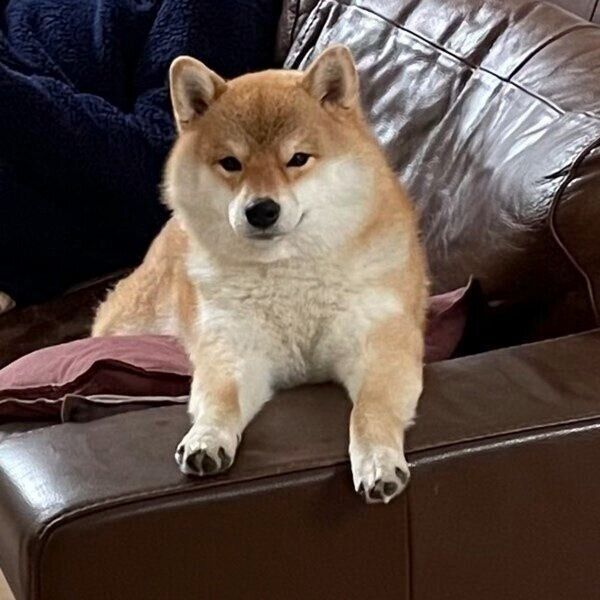 ご機嫌でおやつを待つマヤちゃん