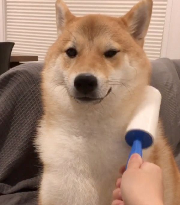 マッサージしてもらう柴犬