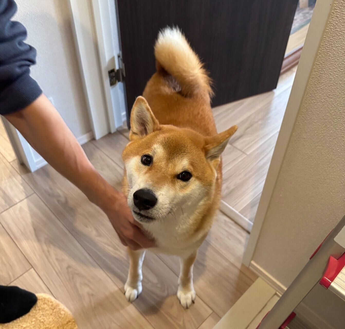 仕事に行く飼い主さんを見送るレオンくん