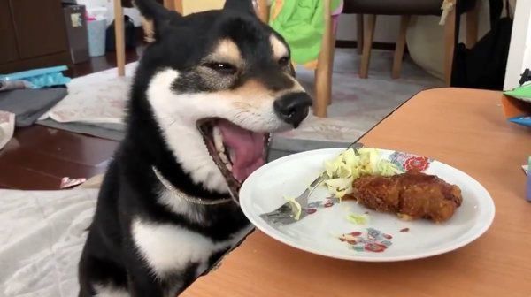 ごはんを見て、あくびをしちゃうすずちゃん