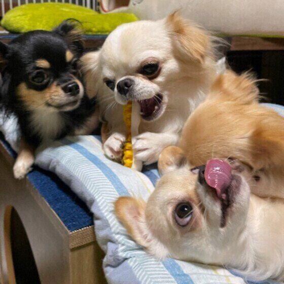 アトムくん チワワ