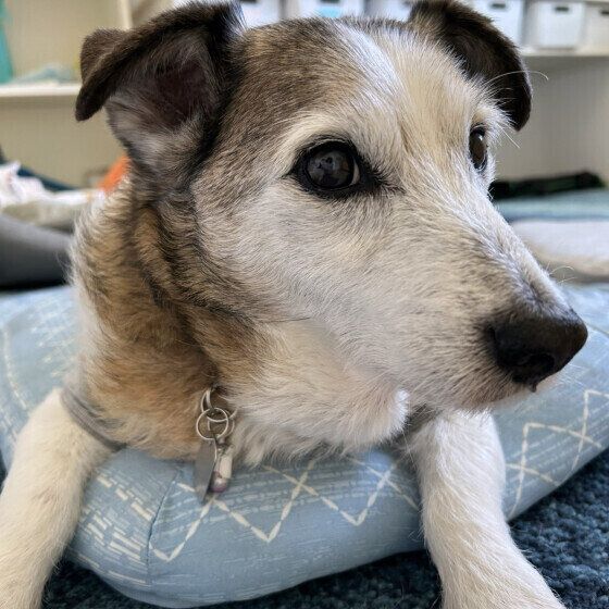 シニア犬の冬の過ごし方で気をつけることは？ 高齢の犬の体調管理でできること いぬのきもち